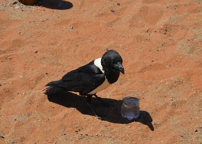 Umbrian On The Enchanting Hills Of Todi! *